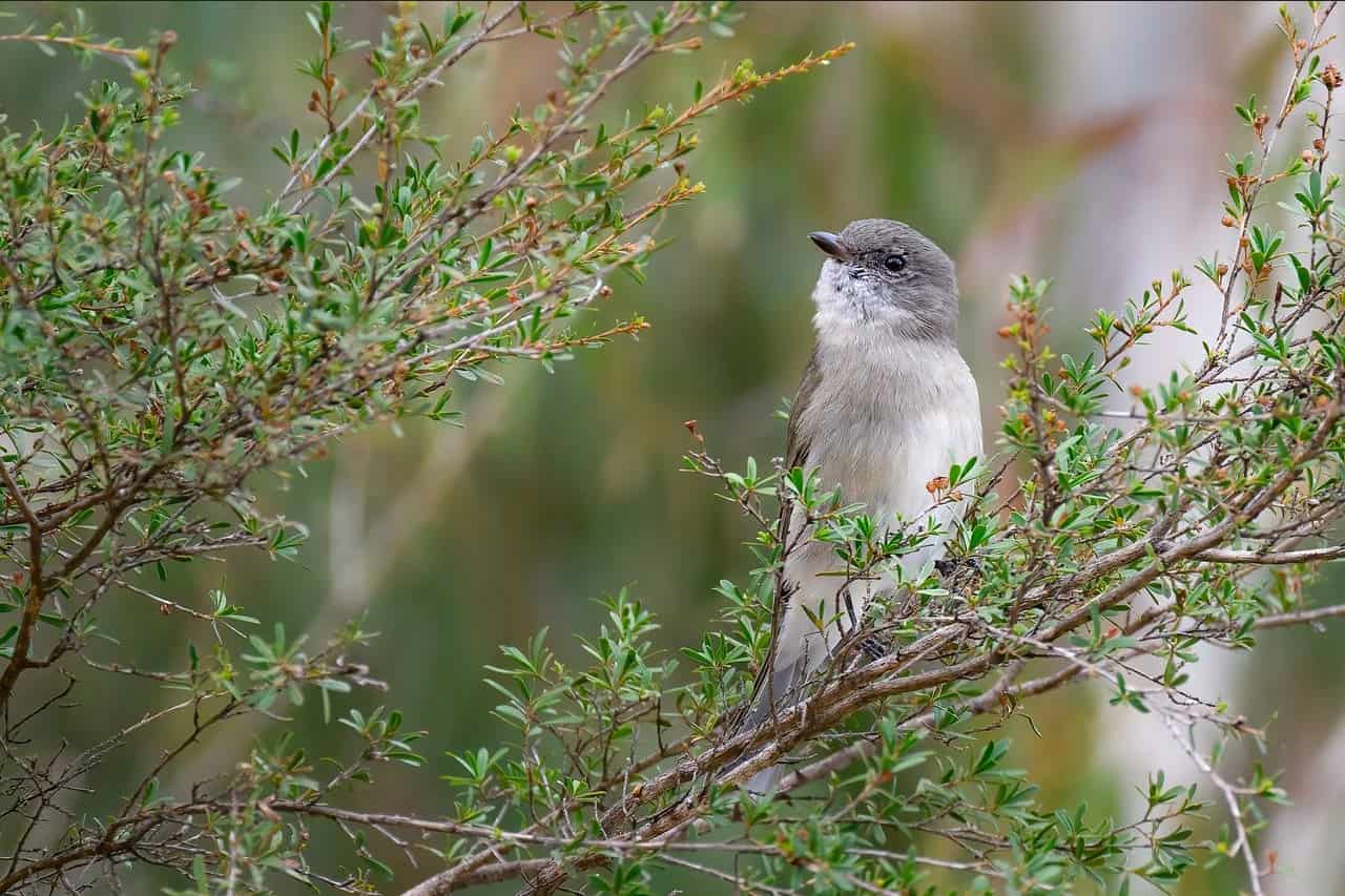 bird