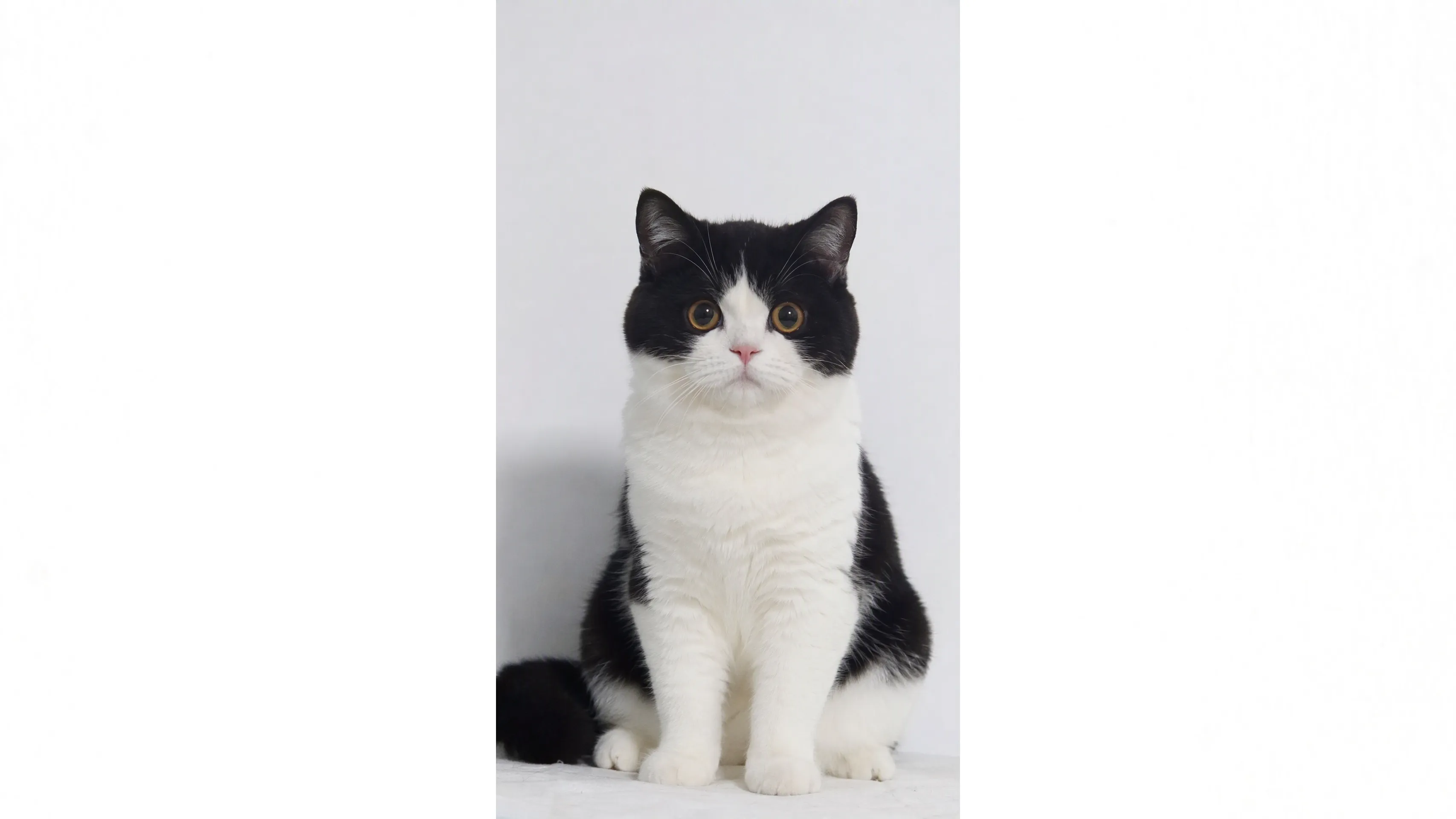 A black and white cat sits upright with a curious expression.