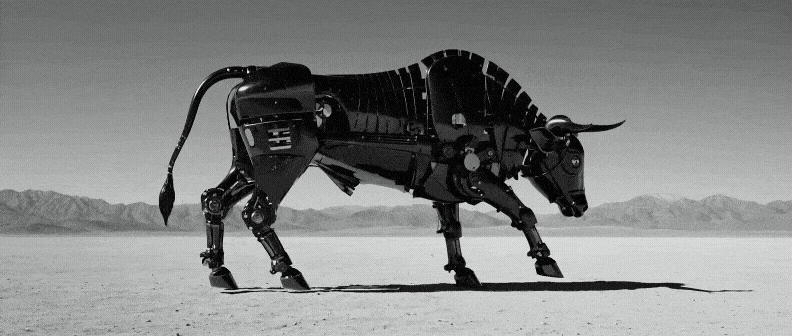 bull