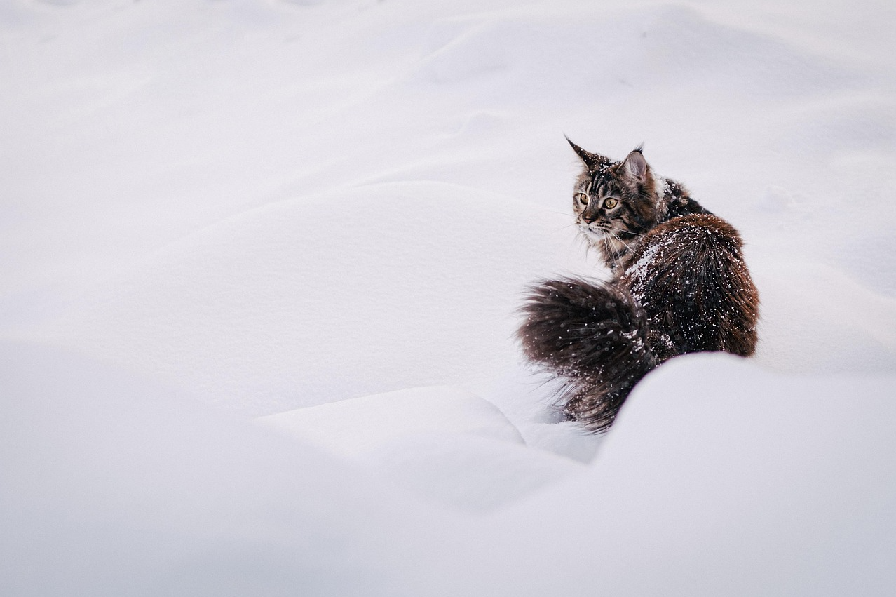 cat