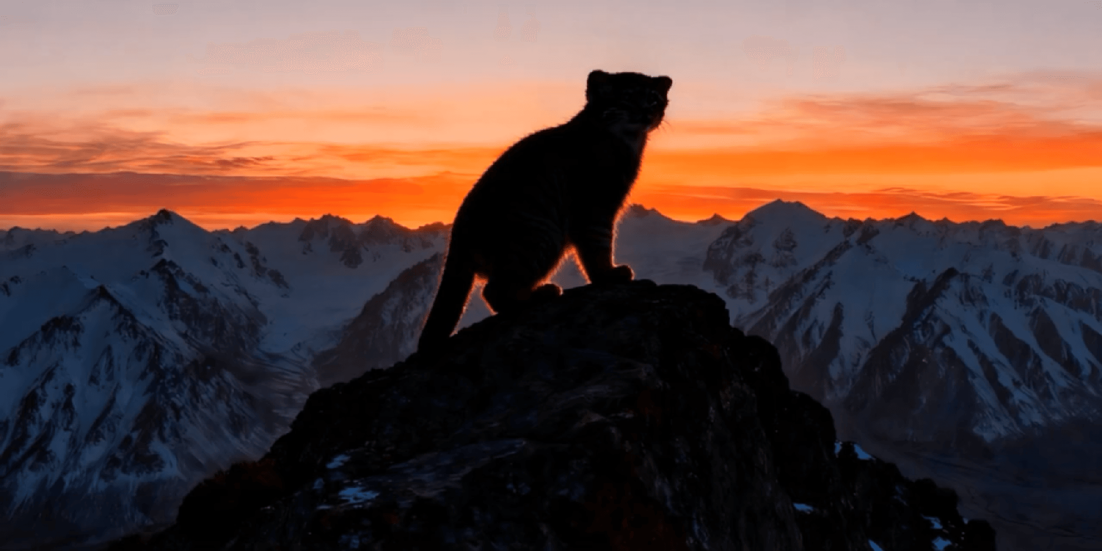 Silueta de un gato de pie sobre un pico rocoso con montañas nevadas al atardecer.