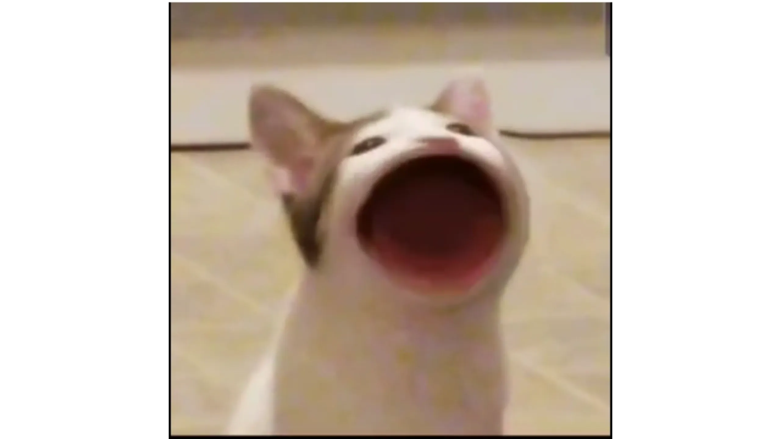 A cat with an exaggeratedly large mouth appears to be meowing.