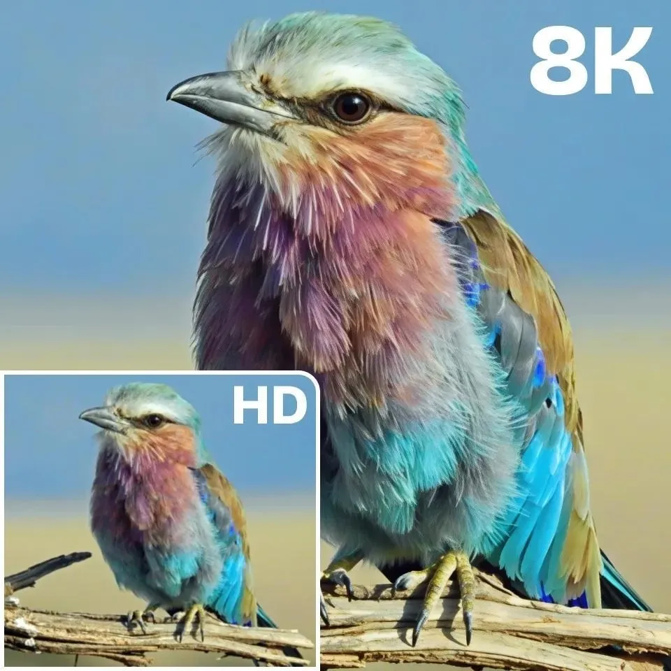 Image d’oiseau Artguru comparant la qualité source HD à une sortie 8K.