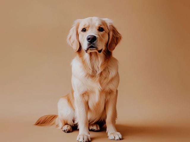 köpek