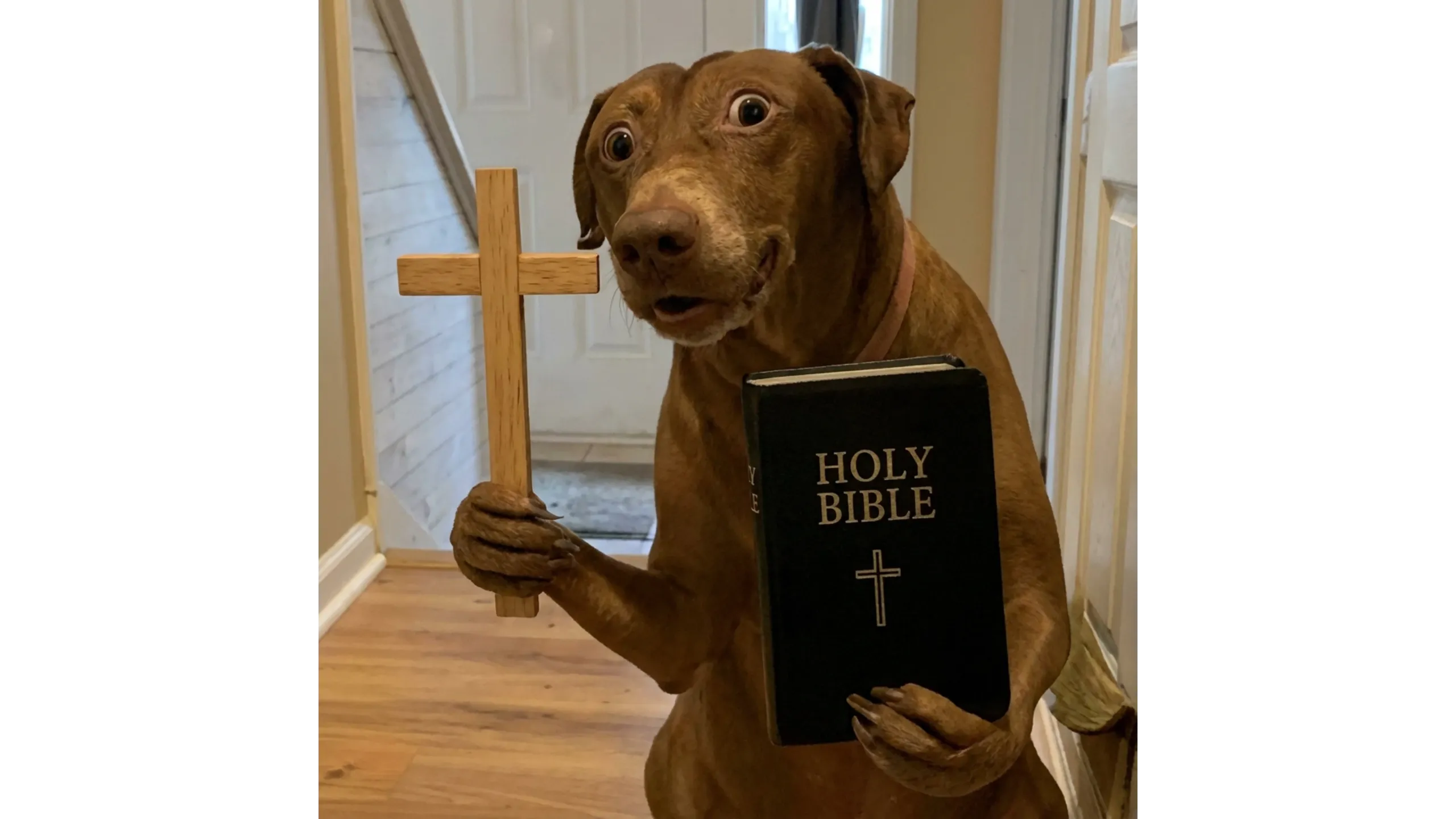 A dog holds a Bible and a wooden cross, looking surprised.