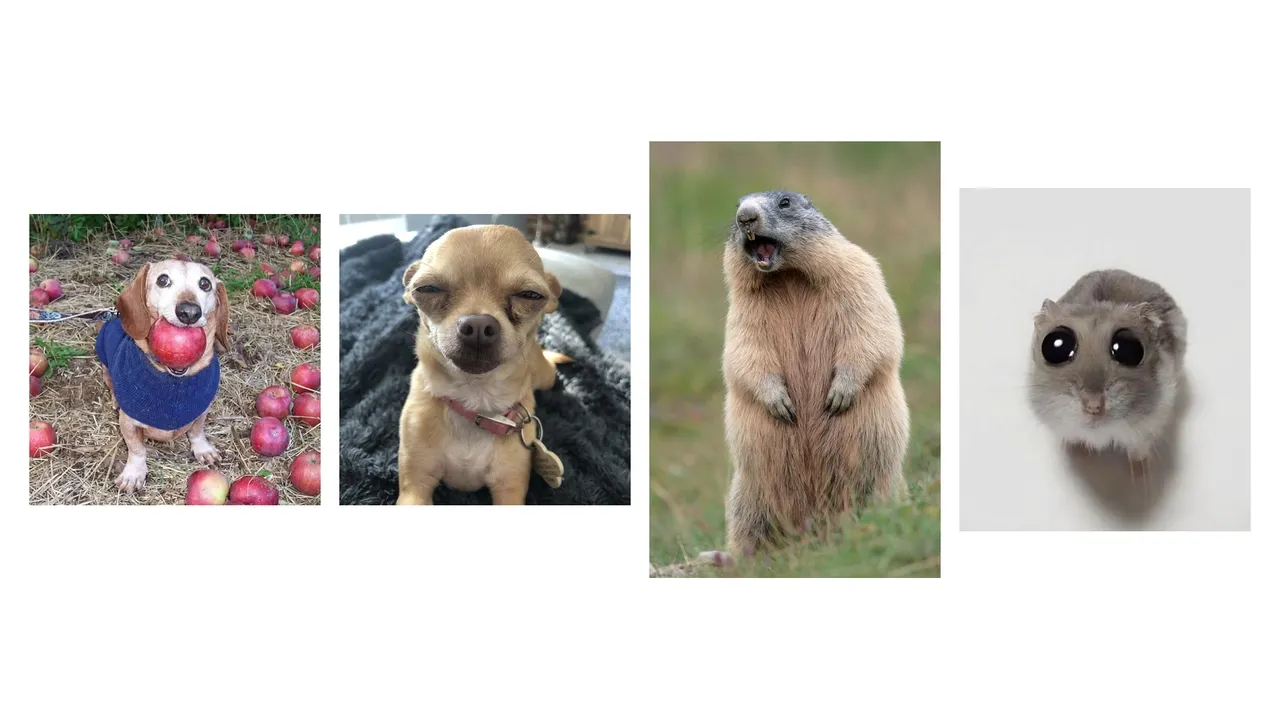 A dog with an apple, a chihuahua, a marmot, and a cute small animal with big eyes.