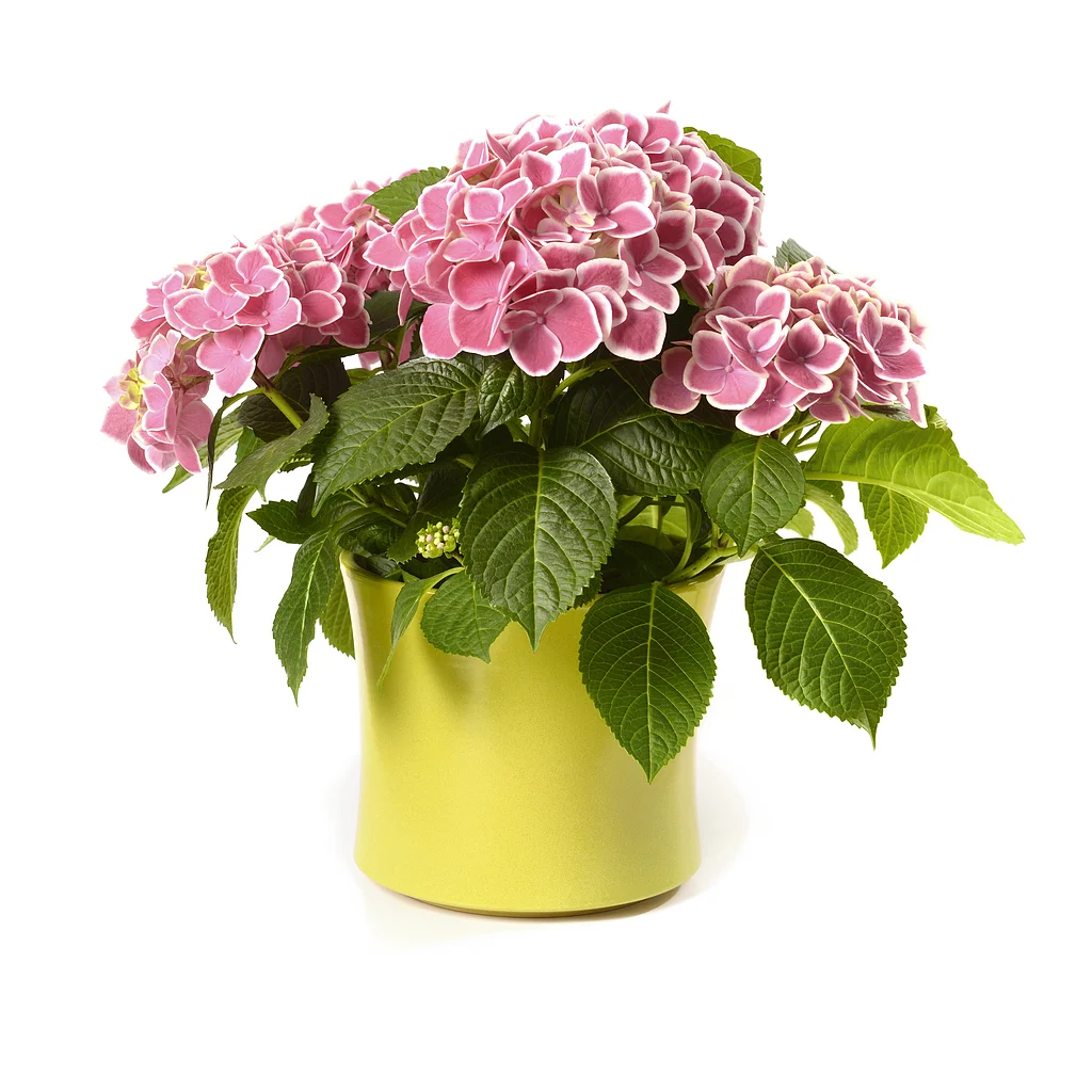 blomsterindgang
