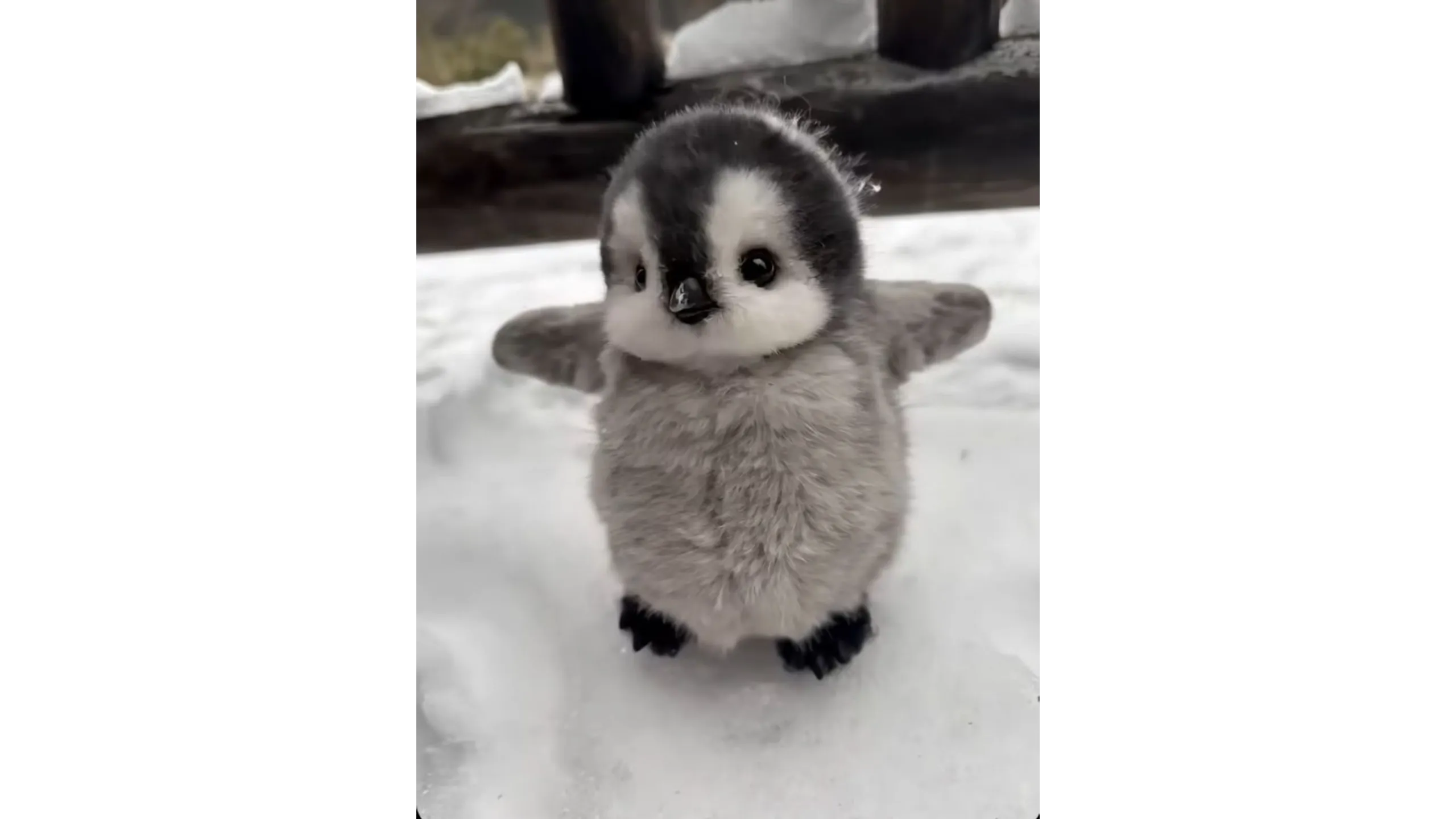 A fluffy penguin chick stands on the snow with its wings slightly spread.