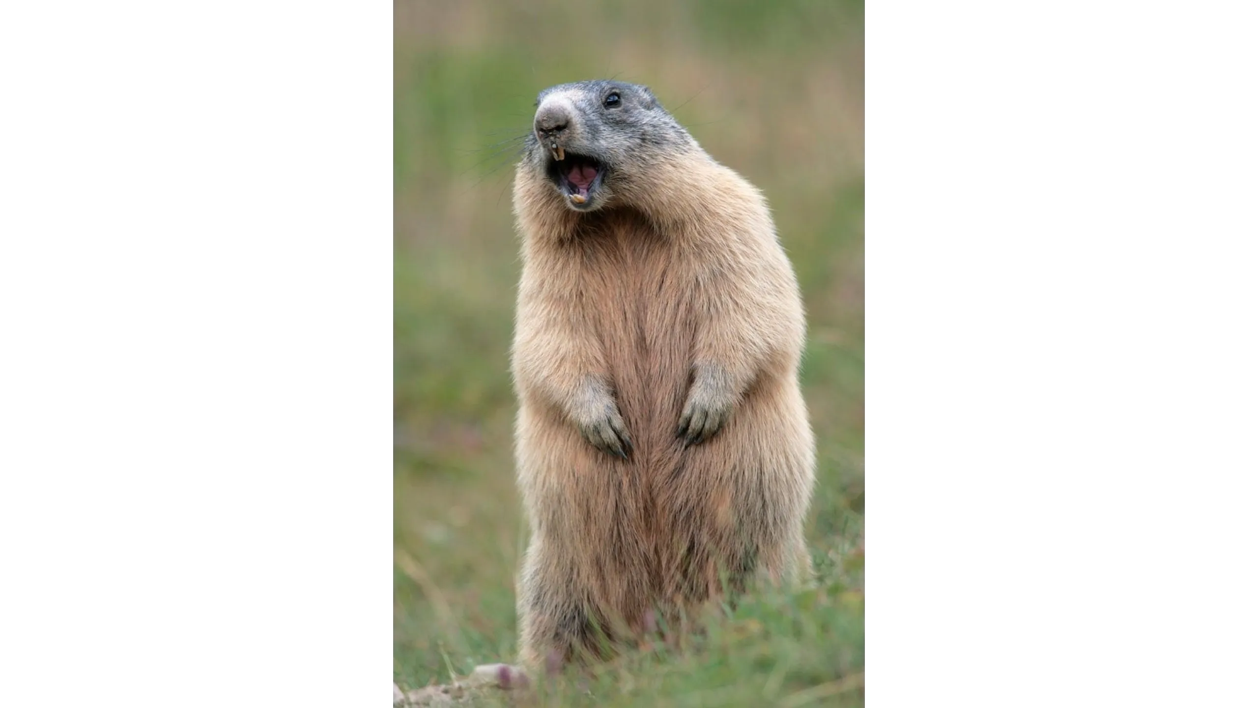 A marmot stands on its hind legs with its mouth open in a grassy field.
