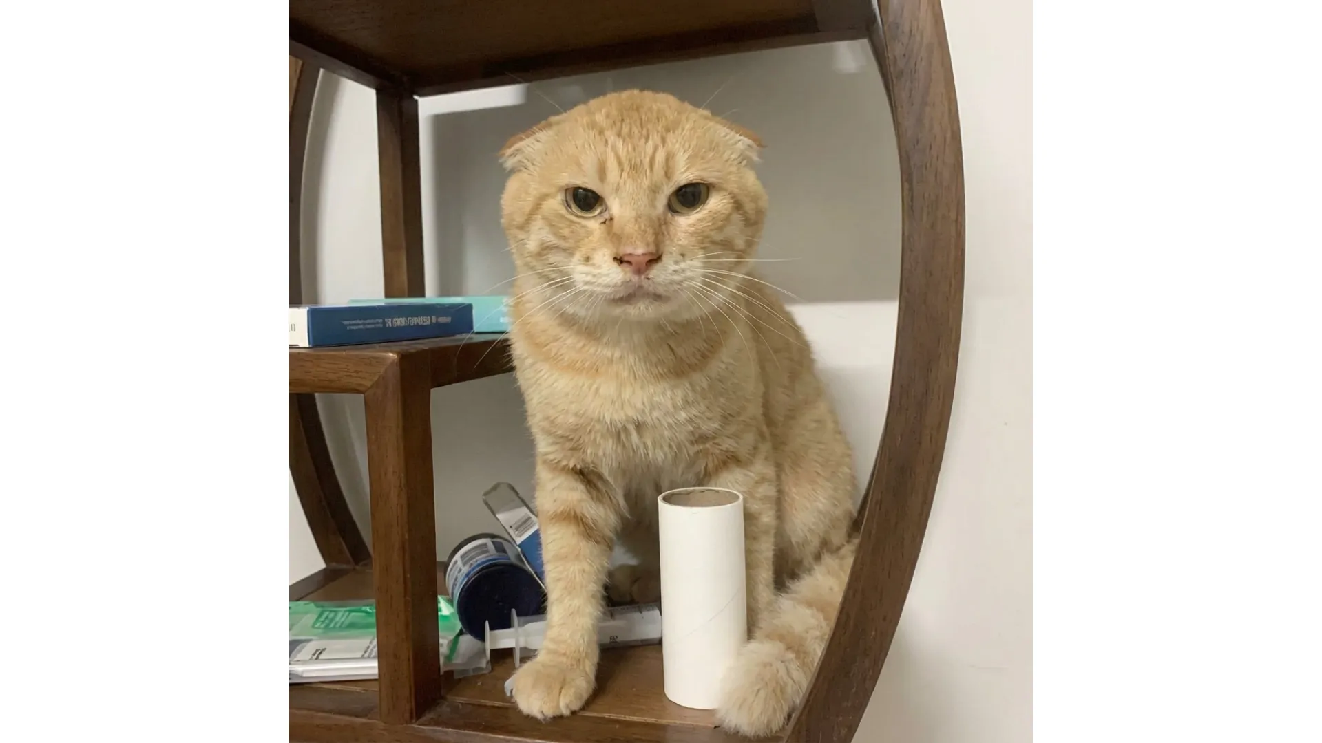 An orange cat sits on a wooden shelf beside a white paper roll.