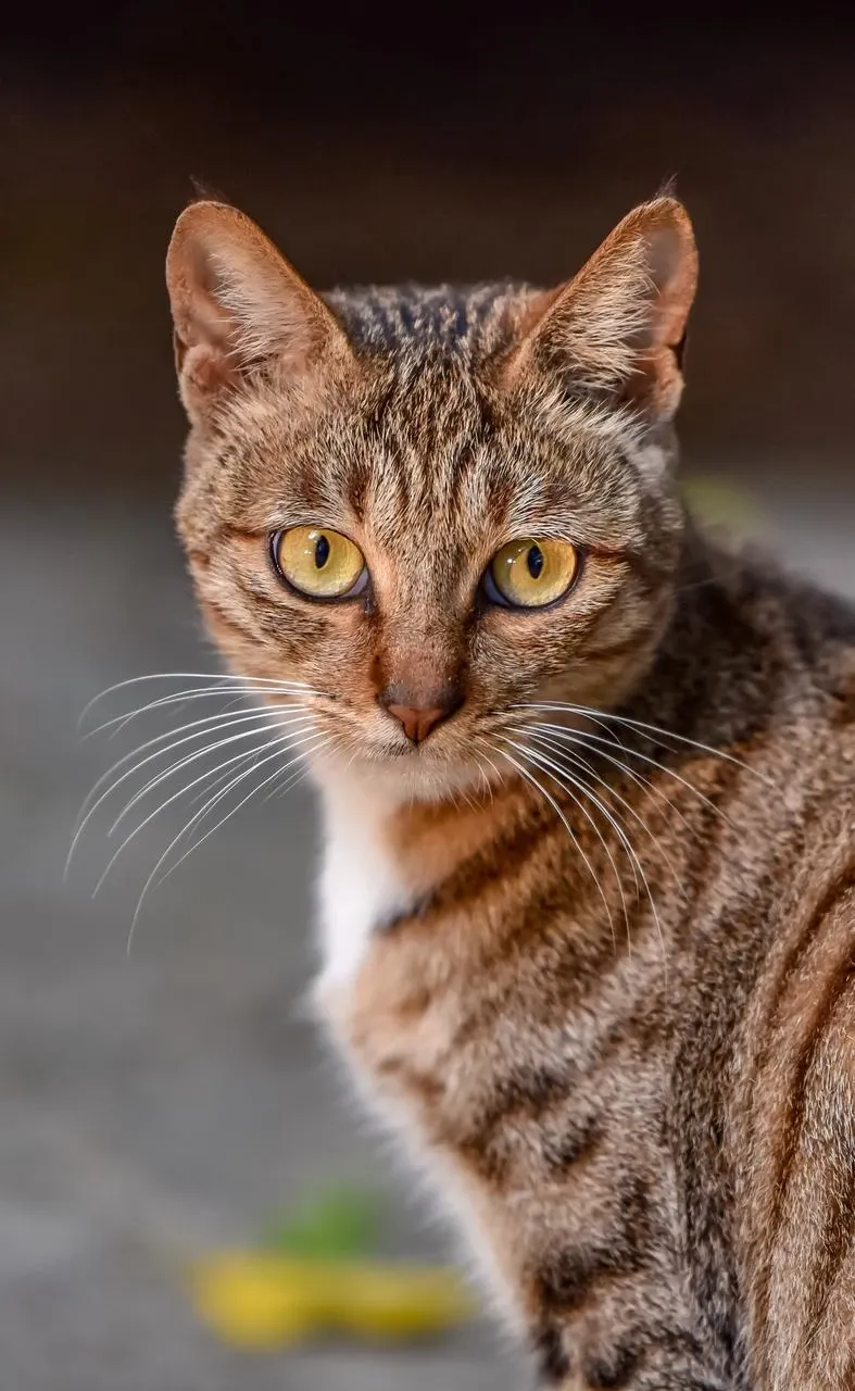 a cat stare at the camera
