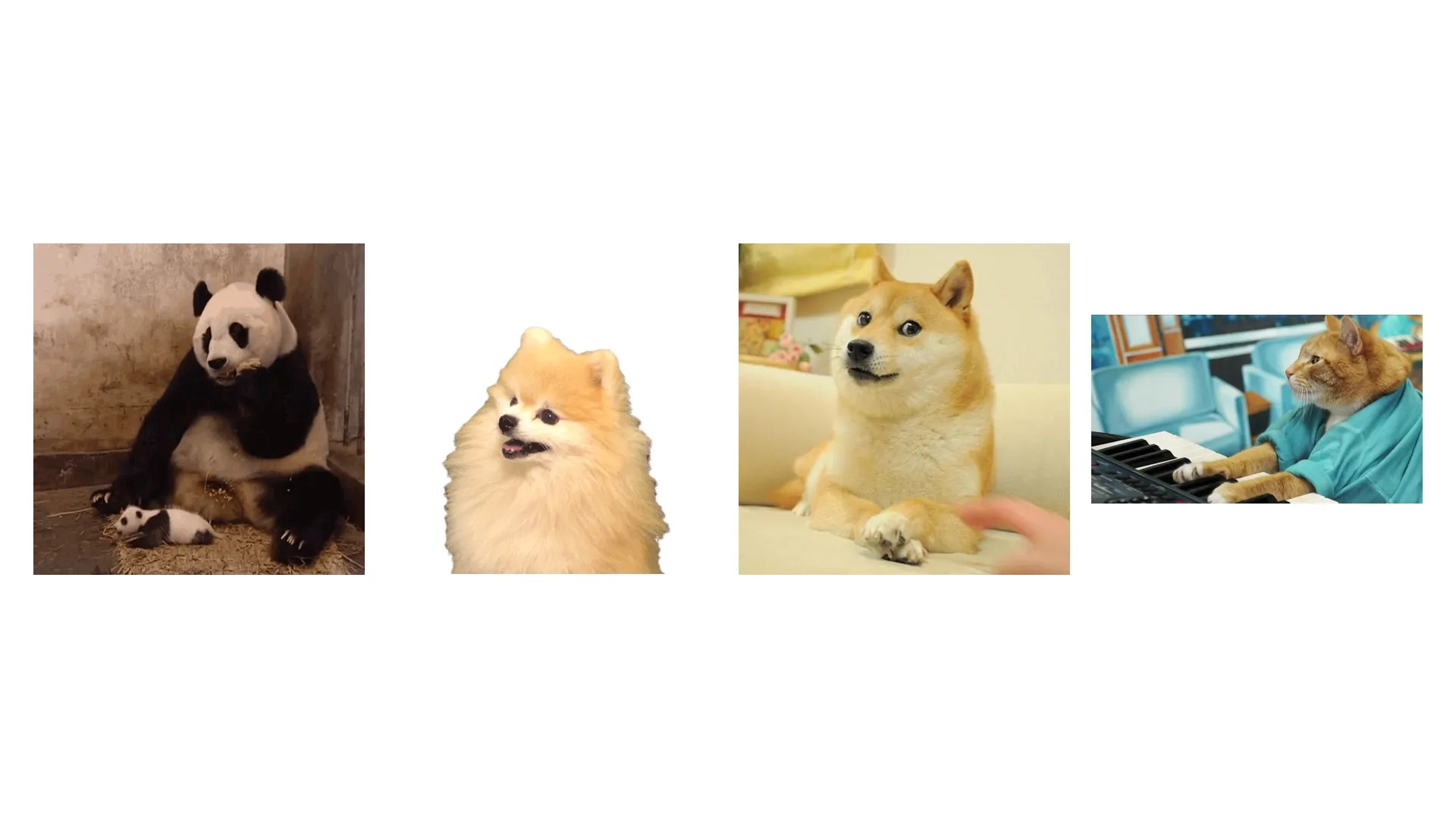 A panda with a baby, a Pomeranian, a Doge dog, and a cat playing piano.