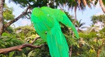 parrot