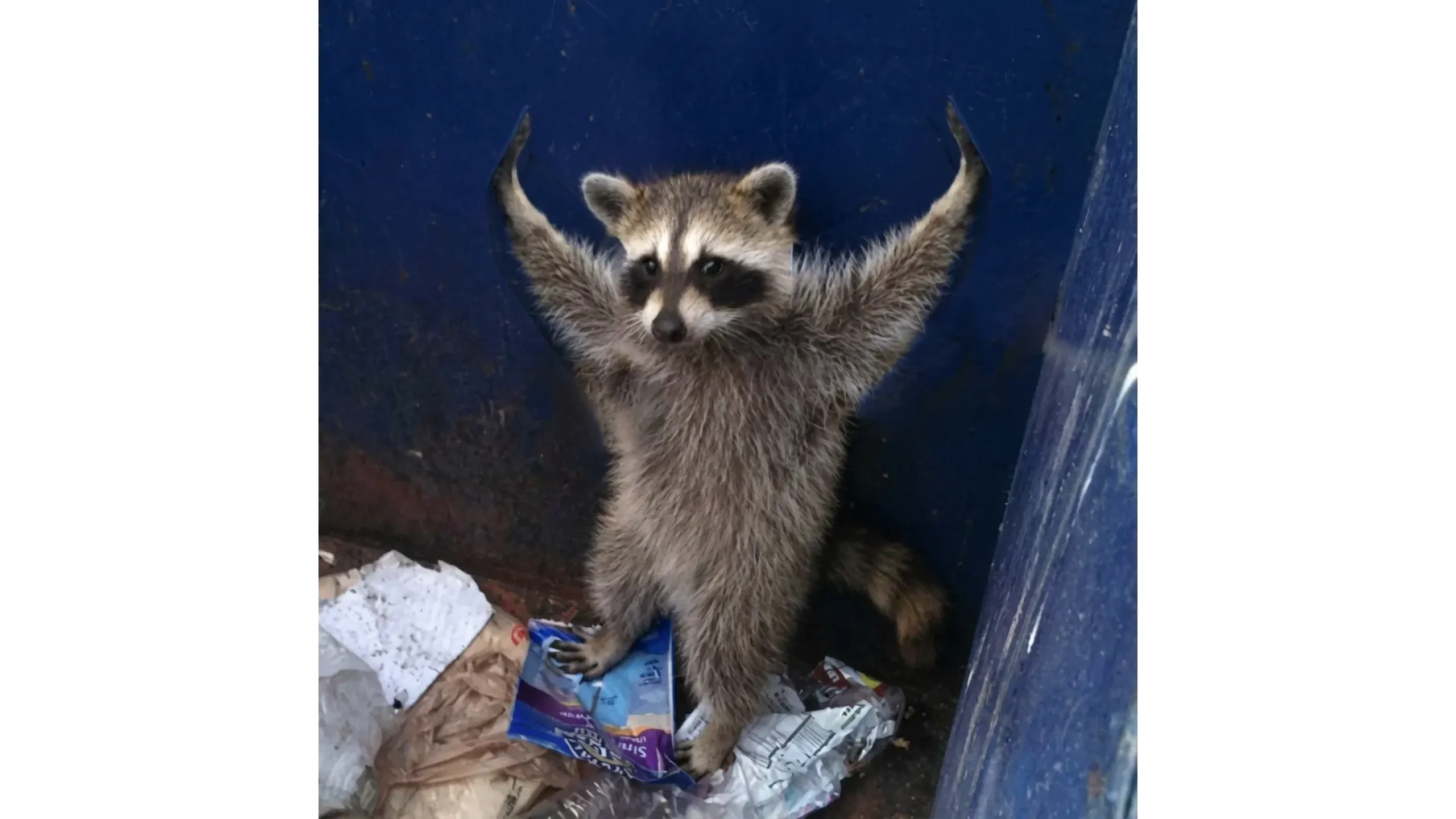 A raccoon stands in a dumpster with its arms raised, surrounded by trash.