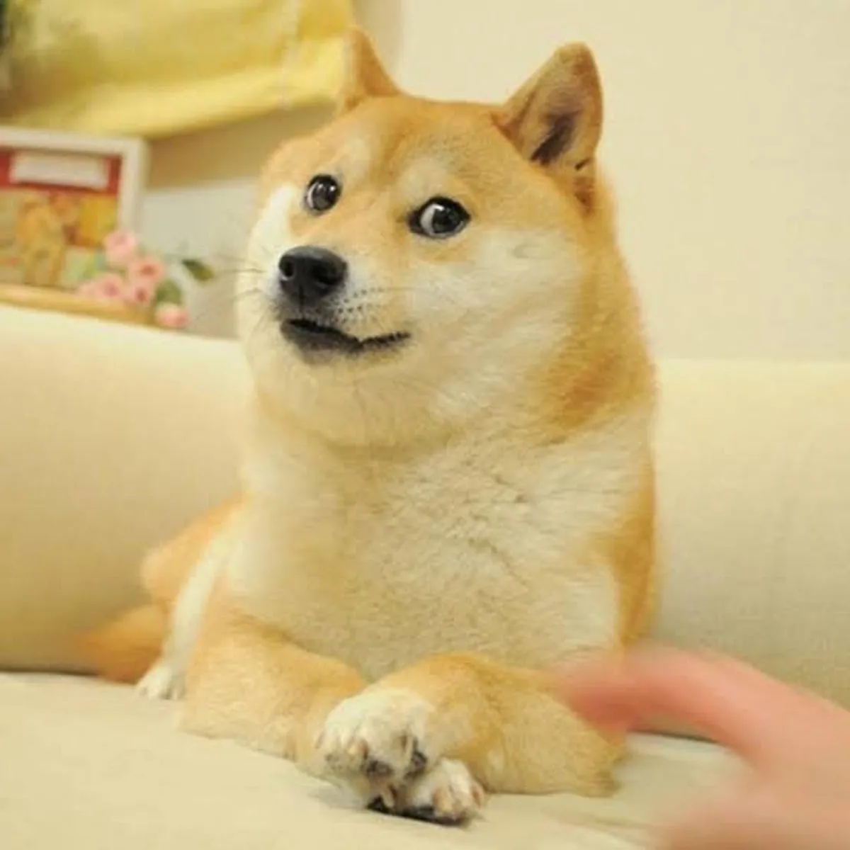 A Shiba Inu dog sits on a couch, looking curiously at the camera.
