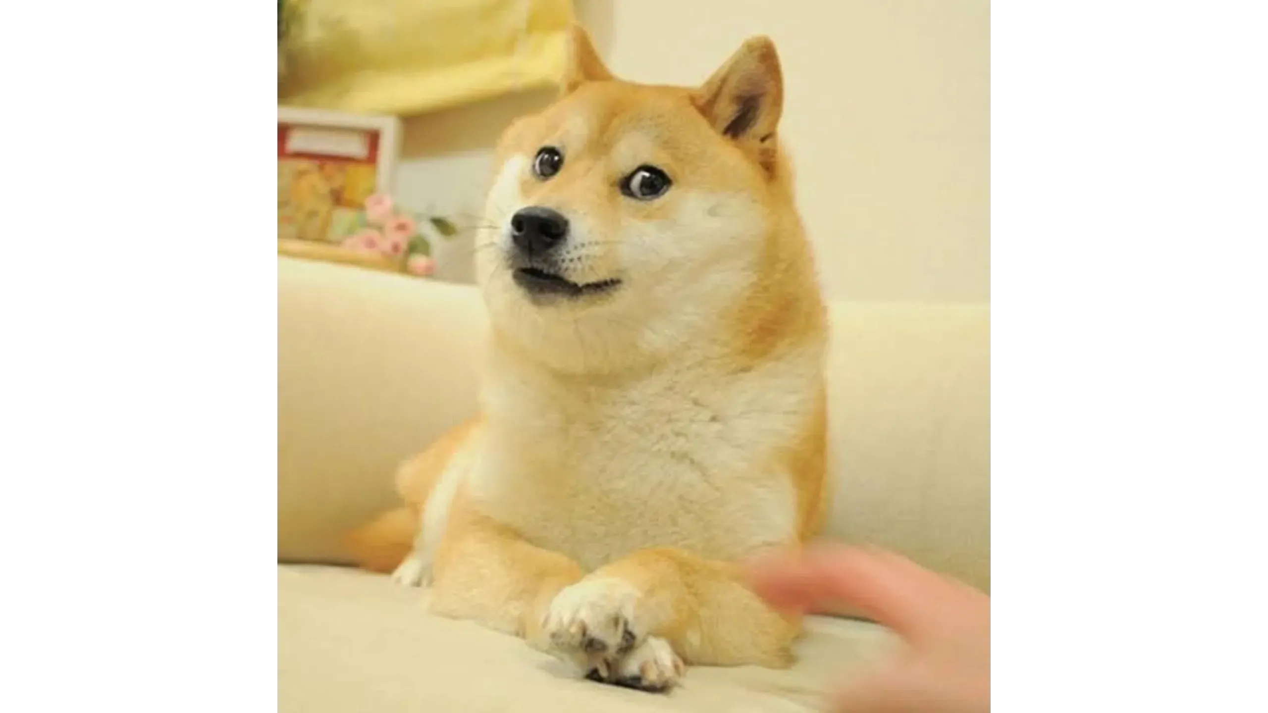 A Shiba Inu dog sits on a couch with a curious expression.