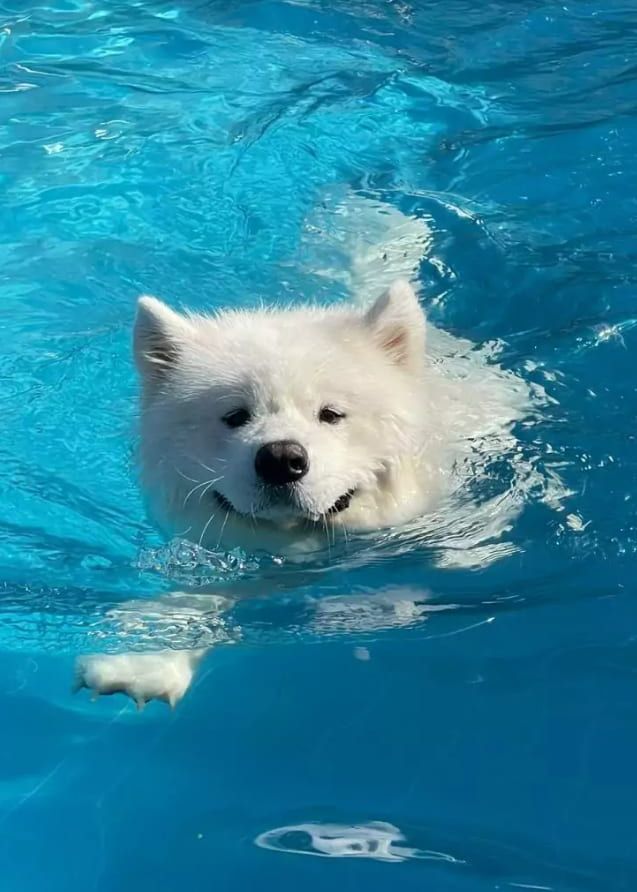 swimming dog