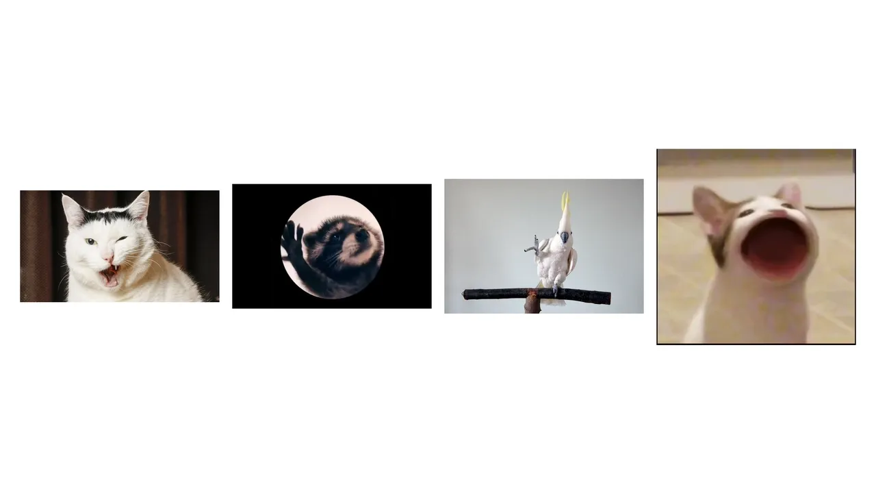 A series of animals showing different expressions and poses.